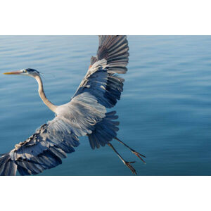 Umělecká fotografie Great Blue Heron, Michael H Spivak, (40 x 26.7 cm)