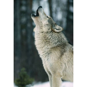 Umělecká fotografie The Gray wolf, Canis lupus,, Gerald  Corsi, (26.7 x 40 cm)
