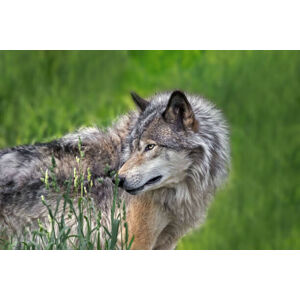 Umělecká fotografie Beautiful profile portrait of a Gray Wolf, Enn Li  Photography, (40 x 26.7 cm)