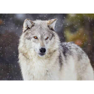 Umělecká fotografie Wolf in Winter Snow, KenCanning, (40 x 30 cm)