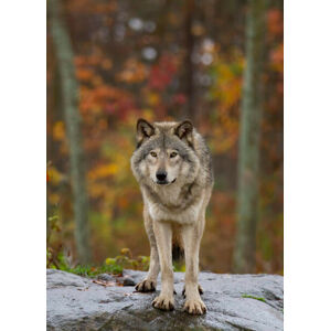 Umělecká fotografie Timber wolf  standing on a, Jim Cumming, (30 x 40 cm)