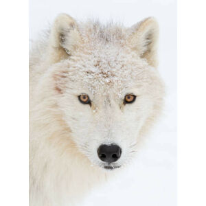 Umělecká fotografie Arctic wolf closeup with snow on, Jim Cumming, (30 x 40 cm)