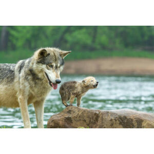 Umělecká fotografie Gray Wolf pup and adult, Stan Tekiela Author / Naturalist / Wildlife Photographer, (40 x 26.7 cm)