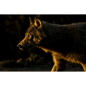 Umělecká fotografie Wolf in Golden Light, Chad Graham, (40 x 26.7 cm)