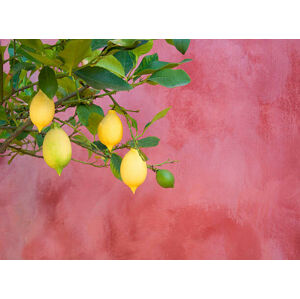 Umělecká fotografie lemon tree near red wall, Grant Faint, (40 x 30 cm)