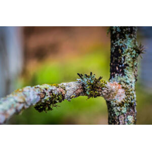 Umělecká fotografie Close up of tree branch, Hugo Araya, (40 x 26.7 cm)