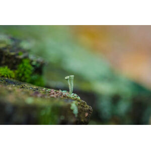 Umělecká fotografie moss forest litter macro, fantastic plants., jinjo0222988, (40 x 26.7 cm)