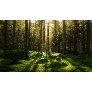 Umělecká fotografie Magical fairytale forest., Björn Forenius, (40 x 22.5 cm)