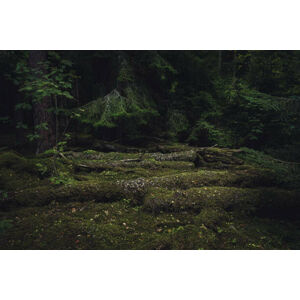 Umělecká fotografie Old coniferous forest with moss and, Schon, (40 x 26.7 cm)