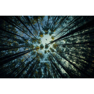 Umělecká fotografie Low angle view of trees in forest,Russia, igor kovalev / 500px, (40 x 26.7 cm)