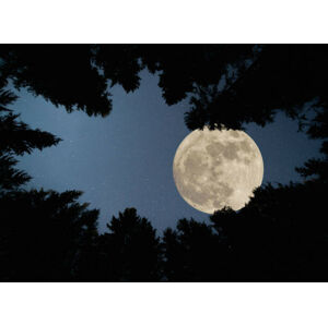 Umělecká fotografie Full super moon over forest, Jasmin Merdan, (40 x 30 cm)