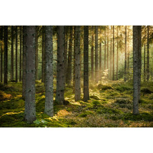 Umělecká fotografie Evening sun shining in spruce forest, Schon, (40 x 26.7 cm)