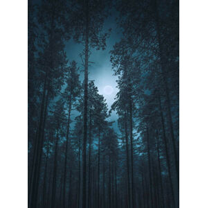 Umělecká fotografie Ghostly winter trees against starry sky, Milamai, (30 x 40 cm)