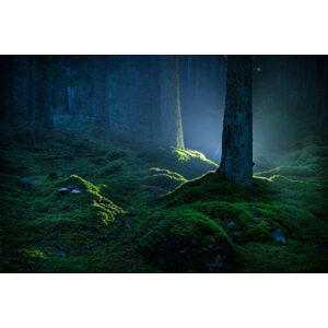 Umělecká fotografie Spruce forest with moss at night, Schon, (40 x 26.7 cm)
