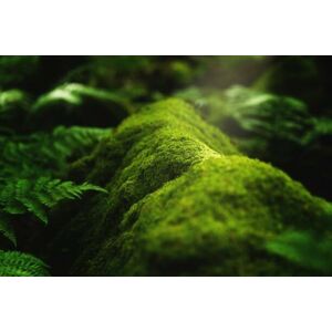 Umělecká fotografie Closeup shot of moss and plants, Wirestock, (40 x 26.7 cm)