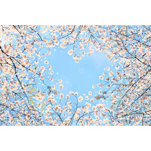 Umělecká fotografie Cherry blossom, YuriF, (40 x 26.7 cm)