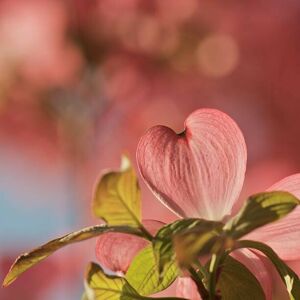 Umělecká fotografie Heart bloom, Pamela Long, (40 x 40 cm)