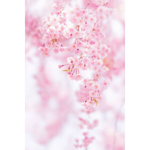Umělecká fotografie Close-up of pink cherry blossom, Yuki Hanayama / 500px, (26.7 x 40 cm)