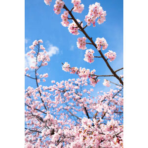 Umělecká fotografie Cherry Blossoms, Masahiro Makino, (26.7 x 40 cm)