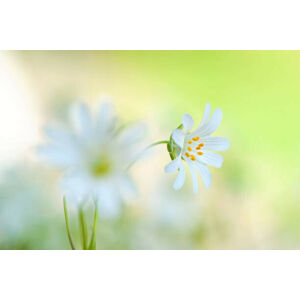 Umělecká fotografie Close-up image of the spring flowering, Jacky Parker Photography, (40 x 26.7 cm)