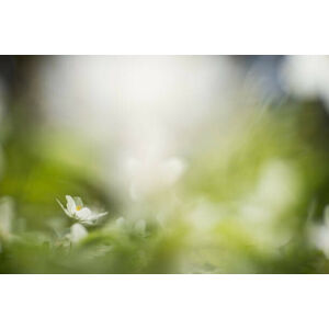 Umělecká fotografie white willows in spring in clear, Schon, (40 x 26.7 cm)