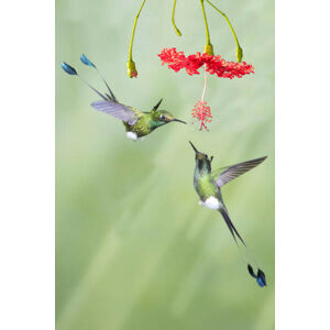 Umělecká fotografie Pair of male Booted Rackettail Hummingbirds, Hal Beral, (26.7 x 40 cm)