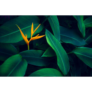 Umělecká fotografie tropical leaves colorful flower on dark, sarayut Thaneerat, (40 x 26.7 cm)