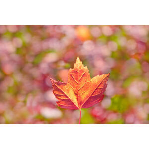 Umělecká fotografie Fall leaves, Grant Faint, (40 x 26.7 cm)