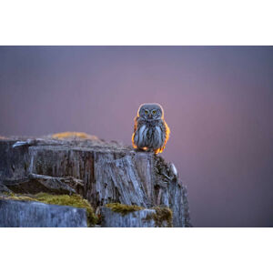 Umělecká fotografie Eurasian pygmy owl in beautiful sunset, Krzysztof Baranowski, (40 x 26.7 cm)
