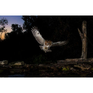 Umělecká fotografie Tawny owl flying in the forest at night, Spain, AlfredoPiedrafita, (40 x 26.7 cm)