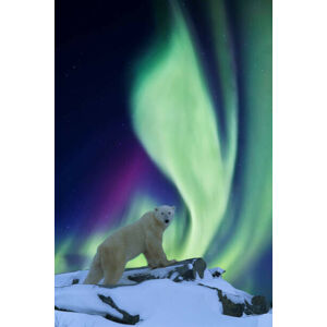 Umělecká fotografie Aurora borealis and polar bear, Patrick J. Endres, (26.7 x 40 cm)