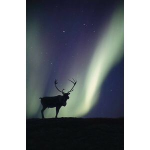 Umělecká fotografie Caribou bull  and Aurora Borealis,, Johnny Johnson, (26.7 x 40 cm)