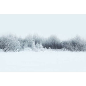 Umělecká fotografie Beautiful winter forest landscape, trees covered, Guasor, (40 x 26.7 cm)