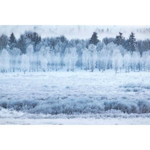 Umělecká fotografie Hoar frosted trees in Jackson, Wyoming,, David Clapp, (40 x 26.7 cm)