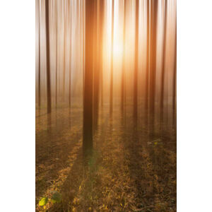 Umělecká fotografie Golden Forest, owngarden, (26.7 x 40 cm)
