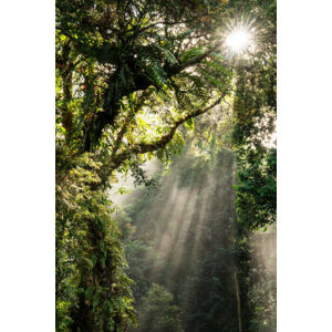 Umělecká fotografie Sunbeam in Tropical Rain forest in Danum Valley, Nora Carol Photography, (26.7 x 40 cm)