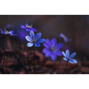 Umělecká fotografie Blue anemones on the forest floor, Baac3nes, (40 x 26.7 cm)