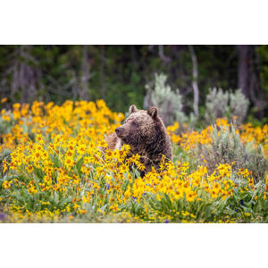Umělecká fotografie Grizzly Bear in Spring Wildflowers, Troy Harrison, (40 x 26.7 cm)