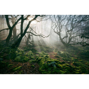 Umělecká fotografie Light hinging through trees/., James Mills, (40 x 26.7 cm)