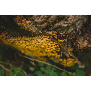 Umělecká fotografie Tiny mushroom fungus, Annie Otzen, (40 x 26.7 cm)