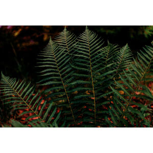 Umělecká fotografie Dark green fern foliage in the forest, Olena  Malik, (40 x 26.7 cm)