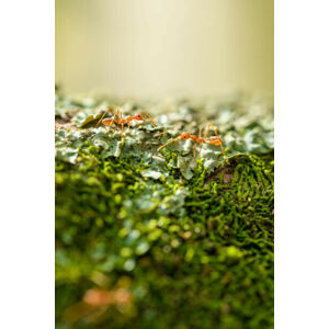 Umělecká fotografie Two weaver ants on a lichen, Jordan Lye, (26.7 x 40 cm)