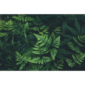 Umělecká fotografie Jungle leaves background, Jasmina007, (40 x 26.7 cm)