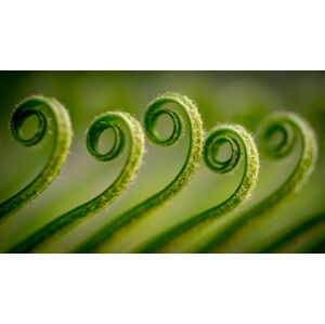 Umělecká fotografie Close-up of fern,Gujranwala,Punjab,Pakistan, Umair Zia / 500px, (40 x 22.5 cm)