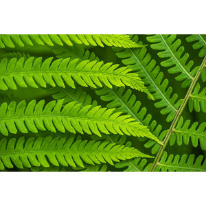 Umělecká fotografie Fern leaf in the forest - green nature background, Belyay, (40 x 26.7 cm)