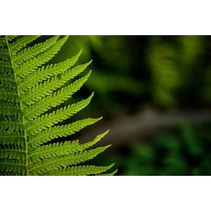 Umělecká fotografie leaf of a fern, dbefoto, (40 x 26.7 cm)