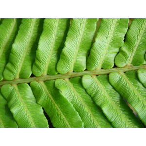 Umělecká fotografie Green blechnum fern leaf, Supersmario, (40 x 30 cm)