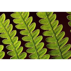 Umělecká fotografie Bracken Fern Leaf, weisschr, (40 x 26.7 cm)