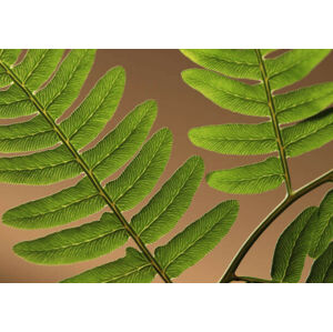 Umělecká fotografie Highlighted leaf veins on fern fronds, Zen Rial, (40 x 26.7 cm)
