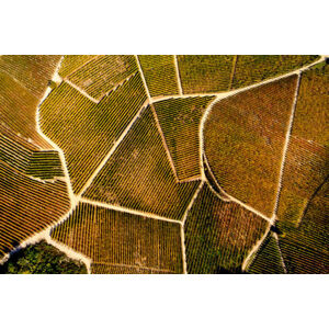 Umělecká fotografie Barolo Wine Region in Autum, Piedmont, Italy, Andrea Pistolesi, (40 x 26.7 cm)